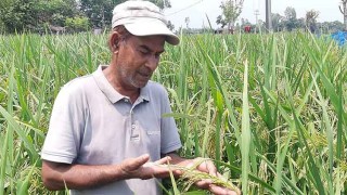 নওগাঁয় ‘ফাতেমা’ ধানের ফলন বিঘা প্রতি ৫০ মণ