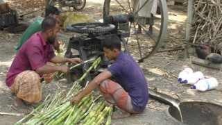 ভুট্টাগাছ-নেপিয়ার ঘাস থেকে গুড়