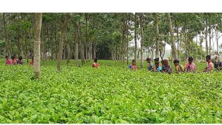 রংপুর অঞ্চলের মঙ্গা জয়ের চেষ্টা চা চাষ দিয়ে