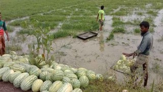 ‘অশনি’ ভাঙল তরমুজ চাষিদের স্বপ্ন