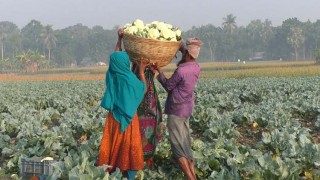 মিলছে ভালো দাম, শীতের সবজি চাষে বাড়ছে আগ্রহ