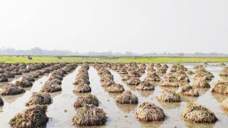 জলজ আগাছায় আমন চাষে বঞ্চিত টাঙ্গাইলের কৃষকরা