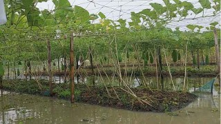 কালকিনিতে জনপ্রিয় হয়ে উঠছে ভাসমান সবজি চাষ