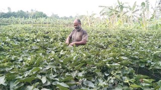 প্রাকৃতিক উপায়ে চাষ করে ব্যাপক সাড়া