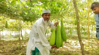 মৌসুমের শুরুতেই শীত লাউ বিক্রি করে আয় দেড় লাখ