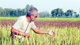 হাকিমপুরে প্রথমবারের মতো ব্ল্যাক-বেগুনি ধান চাষ