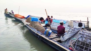 এবার যমুনায় মিলছে ২৫ কেজির বাঘাইড়