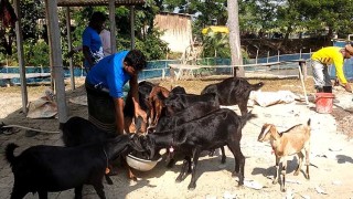 সমন্বিত খামারে ভাগ্য বদল আশরাফুলের