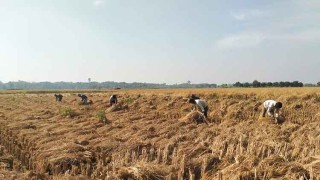 ধান ঘরে তুলতে ব্যস্ত নড়াইলের কৃষকরা