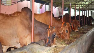 দেশে আটকে পড়া প্রবাসীরা ঝুঁকছেন গরুর খামারিতে