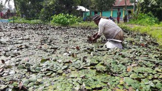 অল্প পুঁজি বেশি লাভ পানিফল চাষিদের