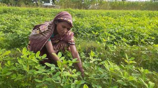 কৃষিতেই জীবন চলে সংগ্রামী আকলিমার