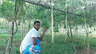 লাউ চাষে সফল শ্রীপুরের ফারুক শেখ