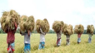 বগুড়ায় কৃষকের গোলায় নতুন ধান