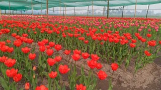 তেতুঁলিয়ায় এবারও ফুটেছে টিউলিপ, ২ কোটি টাকার ফুল বাণ্যিজ্যর আশা