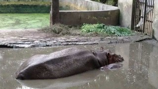 রংপুর বিনোদন উদ্যান ও চিড়িয়াখানার বেহাল দশা