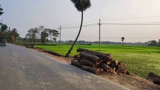 কেটে ফেলা হচ্ছে কুমিল্লার ট্রাঙ্ক রোডের শতবর্ষী গাছ