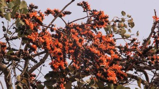 ফাগুনের আগুন নিয়ে হাজির বসন্তের দূত