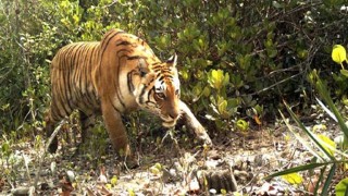 মোরলগঞ্জে বাঘের গর্জনে আতঙ্কে এলাকাবাসী