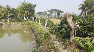 জমির শত্রুতায় কাটা পড়ল সহস্রধিক ফলজ গাছ