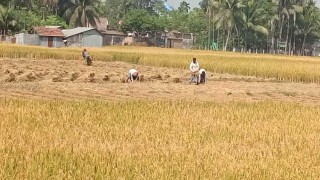 চাষিরা বিক্রি করছে না ধান, শূন্যের কোটায় আমন সংগ্রহ