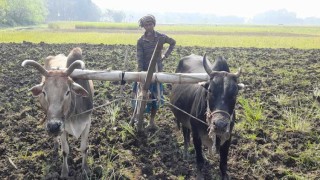 বিলুপ্তি প্রায় বাংলার ঐতিহ্য সেই লাঙ্গল গরুর হাল চাষ