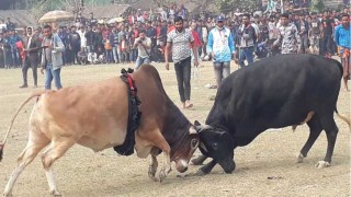 নড়াইলে ঐতিহ্যবাহী ষাঁড়ের লড়াই দেখতে মানুষের ঢল