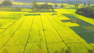 কৃষকের স্বপ্ন পূরণে হাতছানি সরিষায়