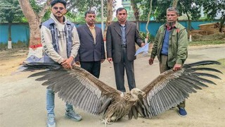 ফেনীতে বিপন্ন প্রজাতির 'হিমালয়ী গ্রিফন' শকুন উদ্ধার