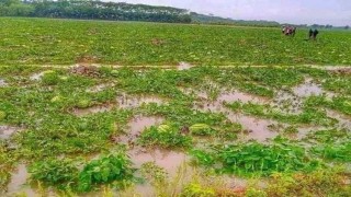 বৃষ্টিতে বরগুনার তরমুজ চাষিদের চোখে-মুখে হতাশা