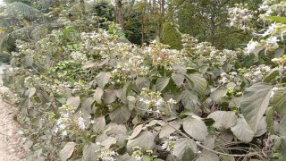 নড়াইলের পথে পথে চোখজুড়ানো ভাঁট ফুল