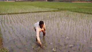 বোরো আবাদে খরচ বৃদ্ধি, উৎকণ্ঠায় নওগাঁর কৃষক