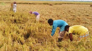 বোরোর ভালো দাম না পাওয়ার শঙ্কায় কৃষকের আনন্দ ম্লান