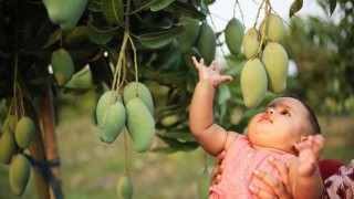 দেশের আম উৎপাদনে নওগাঁ প্রথম