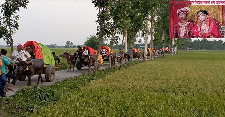 ঠাকুরগাঁওয়ে গরু-মহিষের গাড়িতে বরযাত্রা!