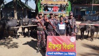 নওগাঁয় বিজিবির অভিযানে ৬ মহিষসহ এক চোরাকারবারি আটক