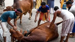 ঈদের দ্বিতীয় দিনেও রাজধানীতে চলছে পশু কোরবানি