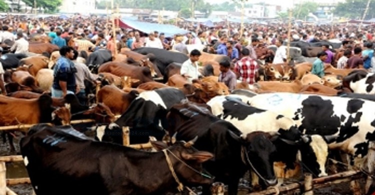 ঢাকায় বসছে ২২ পশুর হাট, কোথায় জেনে নিন