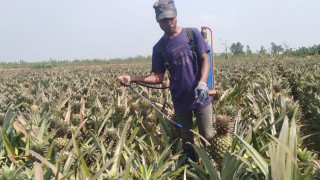 রোজায় বেড়েছে আনারসের চাহিদা, দ্রুত পাকাতে রাসায়নিক ব্যবহারে স্বাস্থ্যঝুঁকি