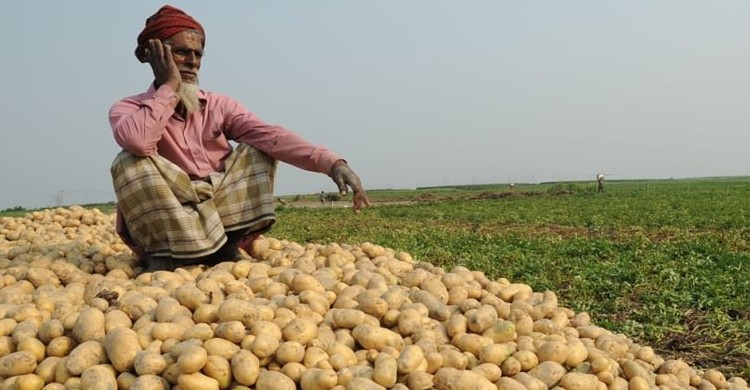 বাম্পার ফলনেও লোকসানের মুখে আলুচাষীরা