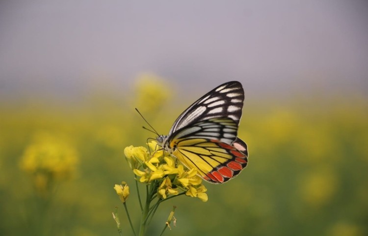 প্রজাপতি